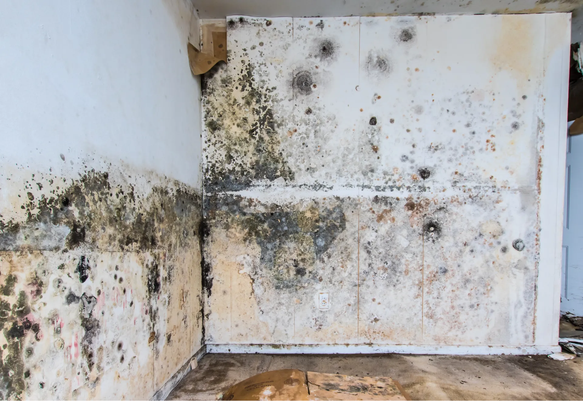 Mold Damage