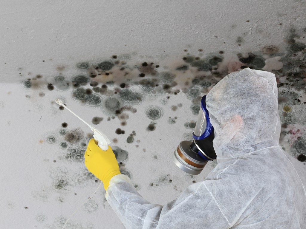 Mold Damage