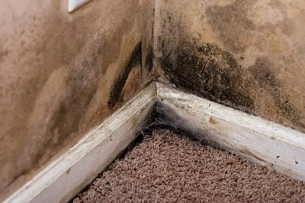 Mold Damage Services