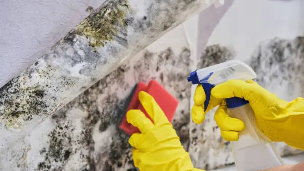 Professional Mold Damage Services