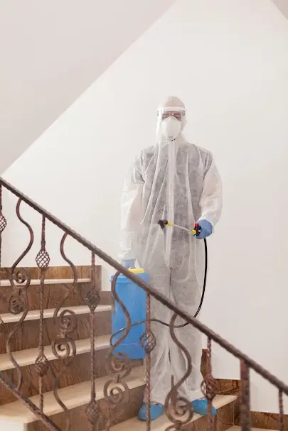 Mold Removal